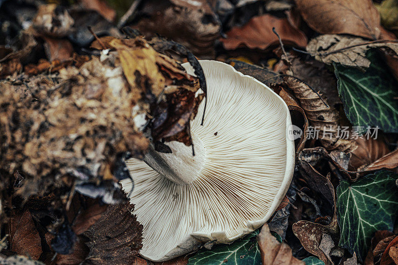 Clitocybe nebularis